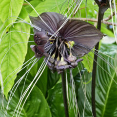 005 - Tacca Chantrieri - Fledermausblume